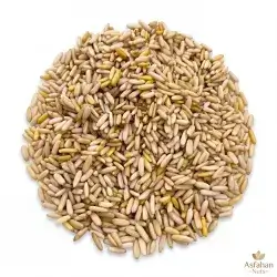 Snober Seed