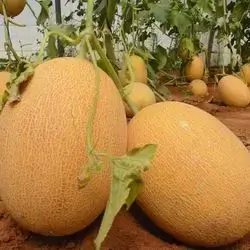 Melon