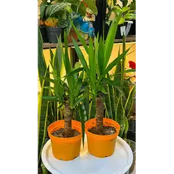 Yucca (Medium)