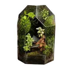 Glow House Terrarium