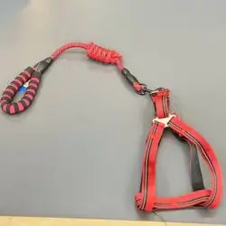 Dog Leash + Harness 