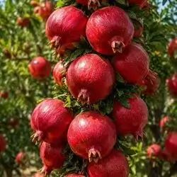 pomegranates