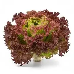 Larousse Red Lettuce