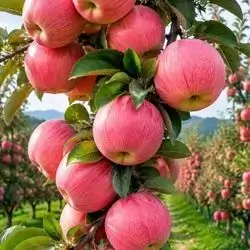 Small Apple With Red Side