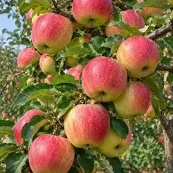 Green sour apples