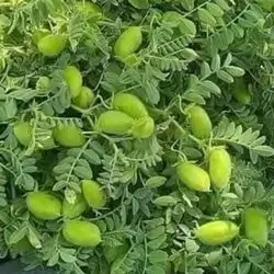 ​Green Chickpeas