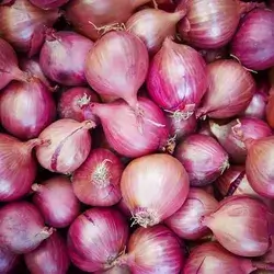Purple Hot Onion
