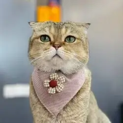 Cat Bandana Free Size