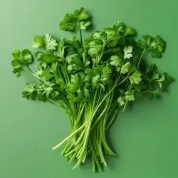 Coriander
