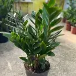 Zamia 