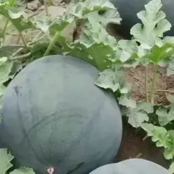 Water melon