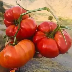Kurdish Tomato
