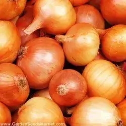 Yellow Onion