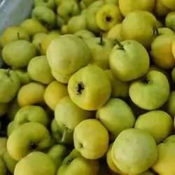 Yellow Hawthorn