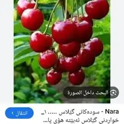Iranian Sour Cherry
