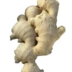 Ginger