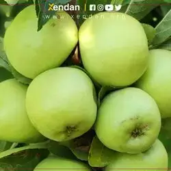 مزرە سئو 