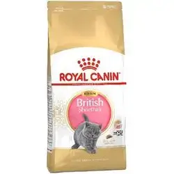 British Shorthair Kitten 2 Kg