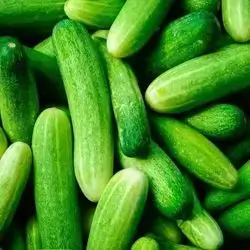 Large Cucumber