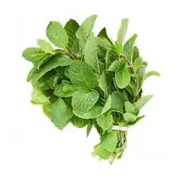 Fresh Mint Bunch