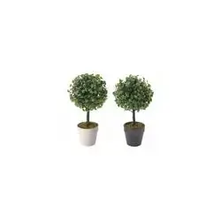 Boxwood Tree In Pot
