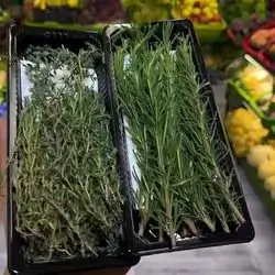 Rosemary Box