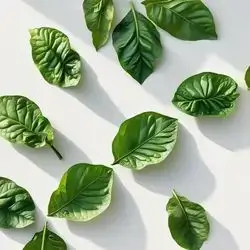 Original Saudi Sidr Leaves