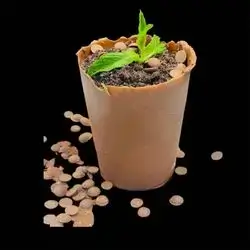 Chocolate Shatla