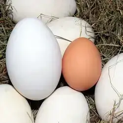 Local Eggs 3