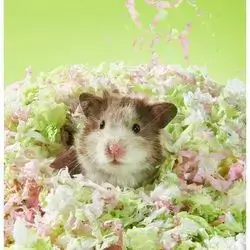 E919 Hamster Paper Cotton