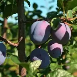 Plum Hijazi