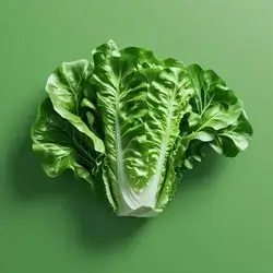 Iraqi Lettuce