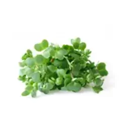 Garden Cress