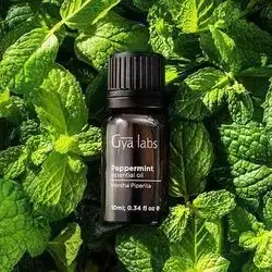 Mint Oil 