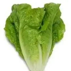 Lettuce