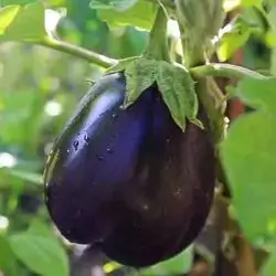 Large Sweet Barcelona Eggplant