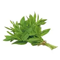 Fresh Mint, 1 Bunch