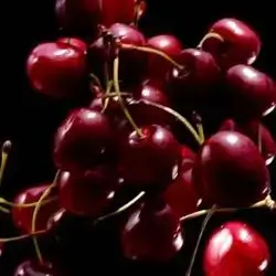 Shino Cherry