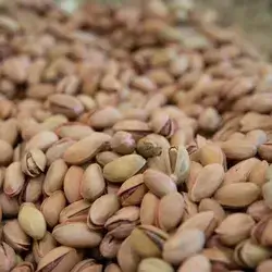 Pistachio