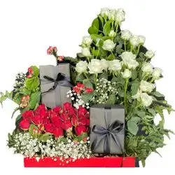 Baby Rose With Gypsum Box