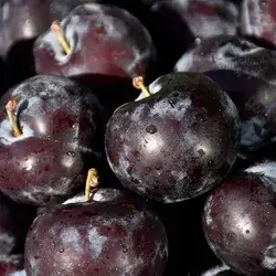 Black Plum