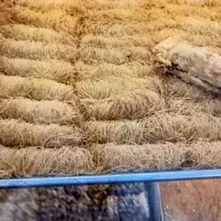 Normal Baklava