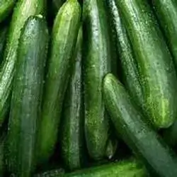 Cucumber