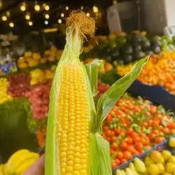 Corn