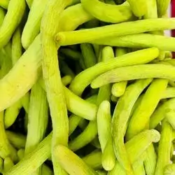 Armenian Cucumber