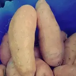 Sweet Potato
