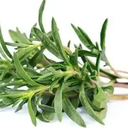 Green thyme