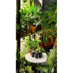 Succulents and Cacti