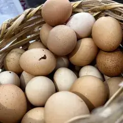 Local Eggs 3 Piece