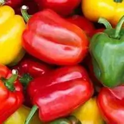 Pepper